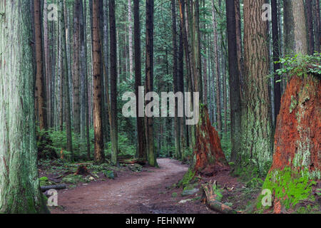 Sentiero escursionistico attraverso una fitta foresta pluviale temperata Foto Stock