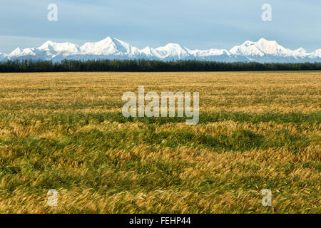 La stagionatura Albright 'Six' fila orzo primaverile campo, Alaska Range. Foto Stock