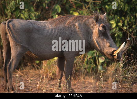 Warthog (Phacochoerus africanus) close up e riempie il telaio che mostra il lato destro dell'animale. Foto Stock