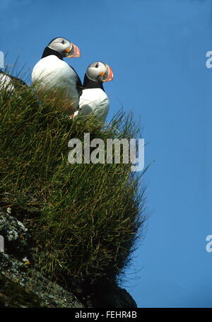 Atlantic pulcinelle di mare sulla scogliera con bordo blu sullo sfondo del cielo Foto Stock