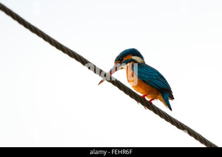 Un bellissimo uccello Kingfisher, maschio Common Kingfisher (Alcedo athis), appollaiate su un filo, sfondo bianco Foto Stock