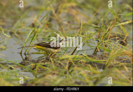 Wagtail grigio sull'erba Foto Stock