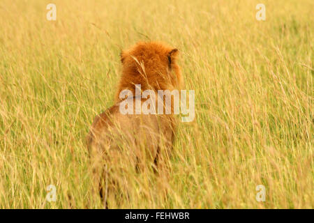 Un maschio di leone guarda nella savana erbosa dell Uganda. La visualizzazione della telecamera viene direttamente dietro il leone di vedere ciò che vede. Foto Stock