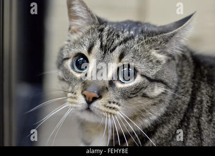 Wantagh, New York, Stati Uniti d'America. 7 febbraio, 2016. Tabby cat Alexander, il Sindaco di ultima speranza di salvataggio, è disponibile per l'adozione, durante l'ultima speranza di salvataggio animale Open House durante Hallmark Channel gattino ciotola III. Alexander è apparso sulla TV show con il suo host B. Stern, che ha detto al pubblico Alexander è disponibile per l'adozione. L'adozione del centro volontari e visitatori di guardare la partita in tv e fare il tifo per i loro team, l'ultima speranza Lions. Oltre 100 adottabile gattini da ultima speranza Inc e North Shore Animal League America ha partecipato al nastrato giochi e la casa di famiglia e felini ha vinto la Foto Stock