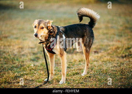 Razza mista di medie dimensioni Cane su tre zampe e sta in piedi in un angolo cercando Off a lato della fotocamera. Autunno Time outdoor Ritratto di cane Wi Foto Stock