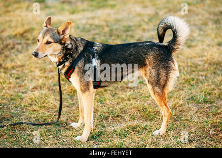 Razza mista di medie dimensioni Cane su tre zampe e angolo permanente alla ricerca Off a lato della fotocamera. Autunno Time outdoor Ritratto di cane Wi Foto Stock
