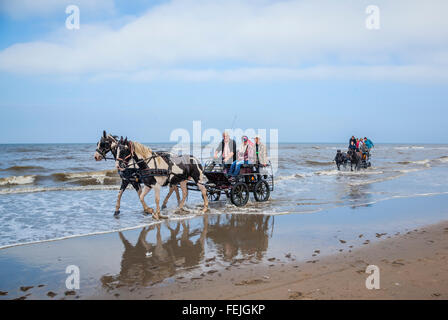 Paesi Bassi, South Holland, Noordwijk, divertente cavallo-drwan gite in carrozza nel surf di Langevelderslag Beach Foto Stock
