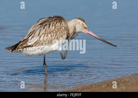 Bar-tailed Godwit (Limosa lapponica), graffiatura nell'acqua, Liwa, Al Batinah, Oman Foto Stock