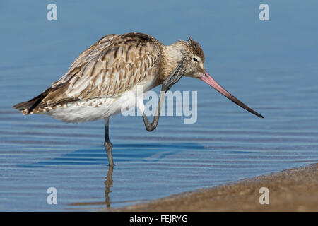 Bar-tailed Godwit (Limosa lapponica), graffiatura nell'acqua, Liwa, Al Batinah, Oman Foto Stock