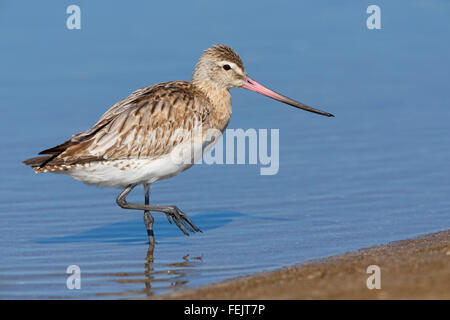 Bar-tailed Godwit (Limosa lapponica), in piedi in acqua, Liwa, Al Batinah, Oman Foto Stock