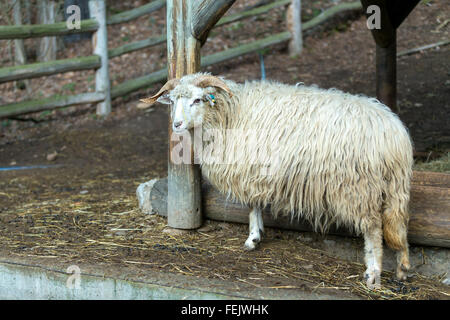 Ram o rammer, maschio della pecora in fattoria rurale Foto Stock