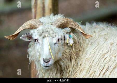 Close up ritratto di ram o rammer, maschio della pecora in fattoria rurale Foto Stock