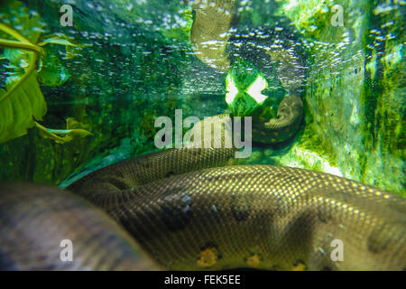 Anaconda snake bastoni il suo naso sotto l'acqua. Visualizzare underwater close-up da dietro. Foto Stock