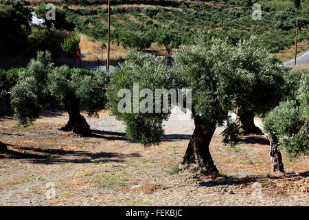 Creta, oliveti nel sud dell'isola Foto Stock