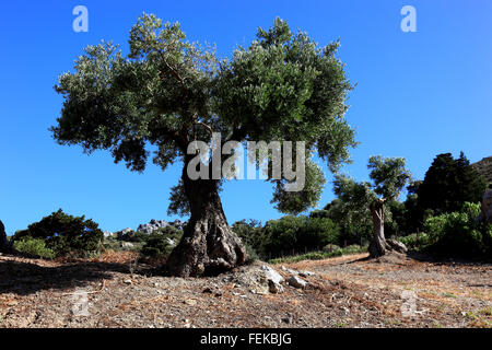 Creta, vecchio Olivo nel sud dell'isola Foto Stock