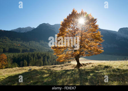 Bright golden tree con foglie di autunno contro montagne e foreste in controluce del sole,großer ahornboden,tirol,Austria Foto Stock