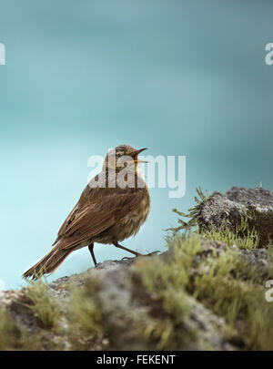 Rock Pipit Anthus petrosus Foto Stock