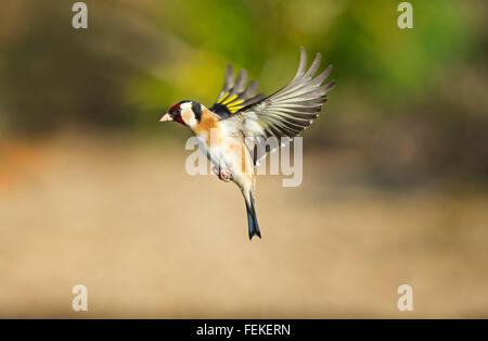 Cardellino in volo Carduelis carduelis Foto Stock