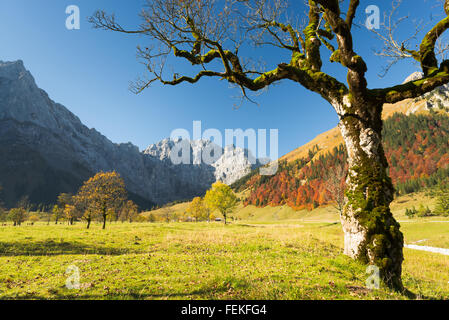 Solitario acero (sycamore), autunno foresta sul Grosser Ahornboden in montagne Karwendel ,Tirol,Austria Foto Stock