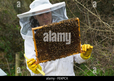 Bee keeper ispezione alle sue api Foto Stock