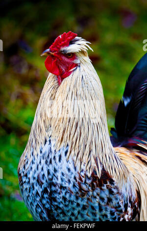 Ritratto di un gallo Foto Stock