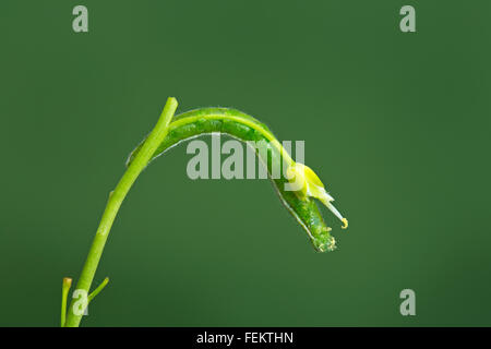 Punta arancione Butterfly caterpillar Anthocharis cardamines Foto Stock