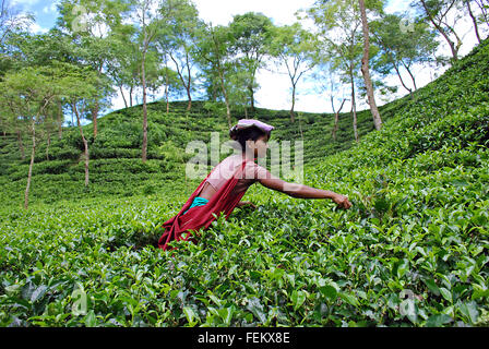 Le donne lavoratrici a raccogliere le foglie di tè da giardino durante la spennatura stagione in Srimangal, Moulvibazar, sylhet, Bangladesh. Foto Stock