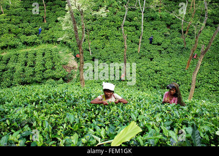 Le donne lavoratrici a raccogliere le foglie di tè da giardino durante la spennatura stagione in Srimangal, Bangladesh. Foto Stock