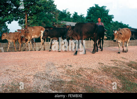 Giovane agricoltore mandrie del suo bestiame verso il basso una pista sterrata al sole del mattino in Laos Foto Stock