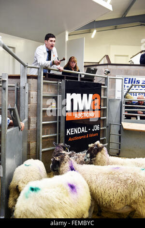 Banditore funzionante a una pecora Auction Mart, Kendal Cumbria Foto Stock