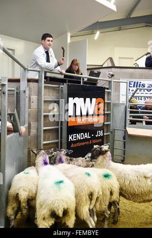 Banditore funzionante a una pecora Auction Mart, Kendal Cumbria Foto Stock