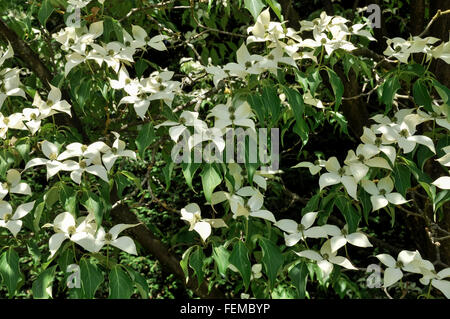 Massa di bianco panna fiori e brattee su un Cornus kousa albero in estate. Foto Stock