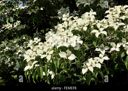 Massa di bianco panna fiori e brattee su un Cornus kousa albero in estate. Foto Stock