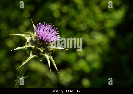 Thistle come il fiore di un Silybum marianum impianto in estate al sole con un pezzata sfondo verde. Foto Stock