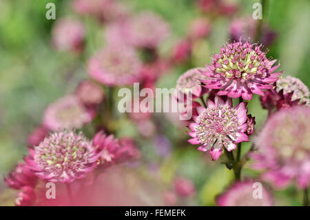 Deep pink forma di Astrantia Major che fiorisce in un giardino inglese in estate il sole. Foto Stock