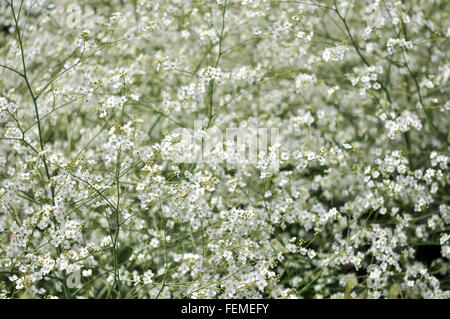 Massa di schiuma bianca di blumi appartenenti ad un Crambe Cordifolia pianta che fiorisce in estate. Foto Stock