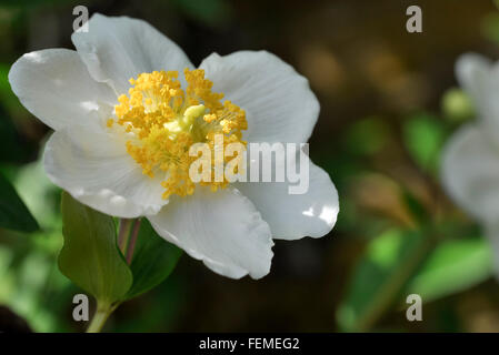 Carpenteria californica (anemone ad albero) fiore visto in stretta verso l'alto. Foto Stock
