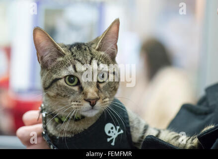 Wantagh, New York, Stati Uniti d'America. 7 febbraio 2016. Indossando un cablaggio con Teschio e Ossa Croce, TIGER il tabby cat, uno dei giocatori di squadra nell'Hallmark Channel gattino ciotola III, è con la sua nuova famiglia, Charlie Brown, chi tiene la stella il cui nuovo nome è Yogi, e M. BENEDETTO, di Massapequa, finalmente la speranza di salvataggio animale Open House, dove il centro gli ospiti di guardare la partita in tv e fare il tifo per i loro team, l'ultima speranza Lions. Oltre 100 adottabile gattini da ultima speranza Inc e North Shore Animal League America ha partecipato al nastrato giochi e la casa di famiglia e felini ha vinto il 2016 championsh Foto Stock