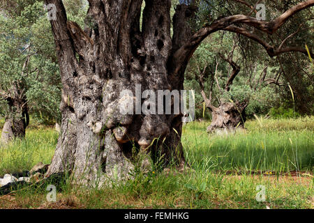 Creta, ulivi secolari con linee spesse, tronco, in legno di olivo Foto Stock