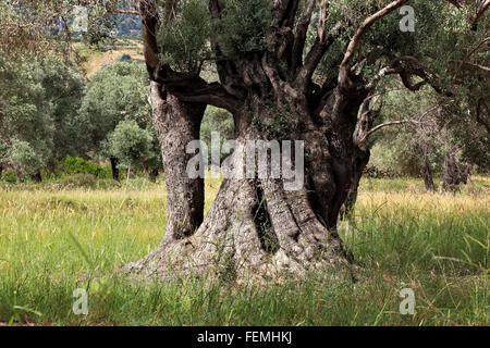 Creta, ulivi secolari con linee spesse, tronco, in legno di olivo Foto Stock