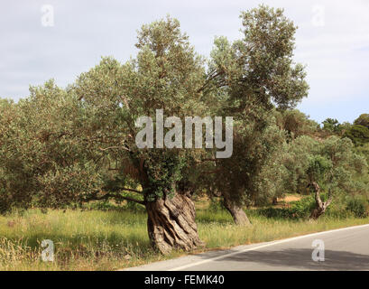 Creta, ulivi secolari con linee spesse, tronco, in legno di olivo Foto Stock