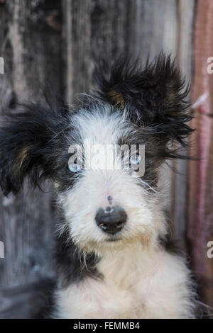 Bianco e nero Border Collie agriturismo Croce dog Foto Stock