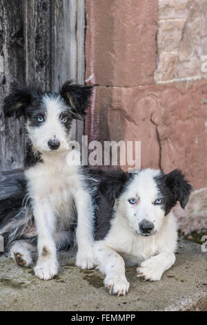 Bianco e nero Border Collie Agriturismo Incrociata cani - coppia di cuccioli Foto Stock