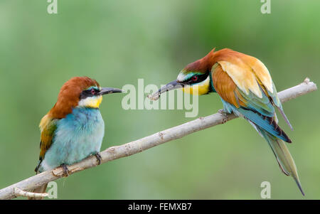 Coppia di unione i gruccioni Foto Stock