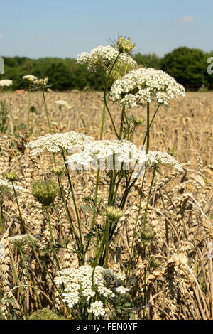Queen Anne's pizzi cresce a lato della coppia piante di frumento (Triticum) nel campo in Heerlen nella provincia di Limbourg dei Paesi Bassi Foto Stock