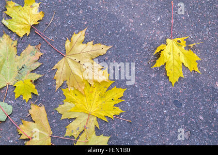 Giallo autunno foglie di acero giacciono sull'asfalto. Foto Stock