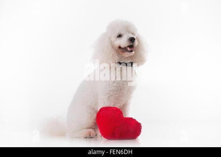 Grazioso cucciolo di cane con un cuore rosso isolato su sfondo bianco. Foto Stock