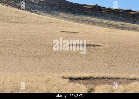 Cerchi di fata vicino a Sesriem sul modo di Sossusvlei, Namibia Foto Stock