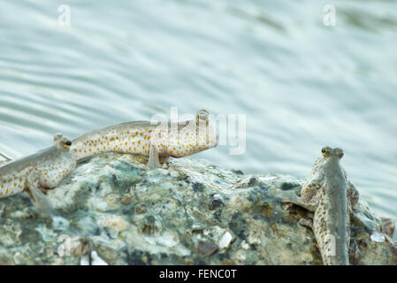 Ritratto di un oro maculato skipper di fango Foto Stock