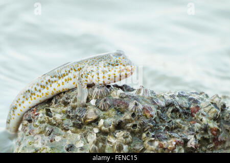 Ritratto di un oro maculato skipper di fango Foto Stock